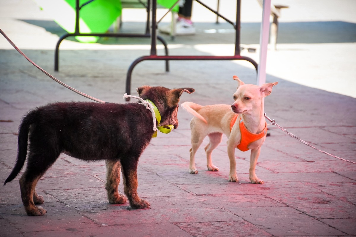 Ixmiquilpan alista su tercera Feria de Adopciones y Vacunación Antirrábica