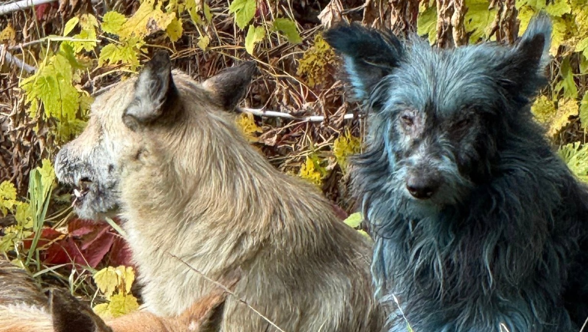 Perros azules sorprenden  a cuidadores de Chernóbil | Especial