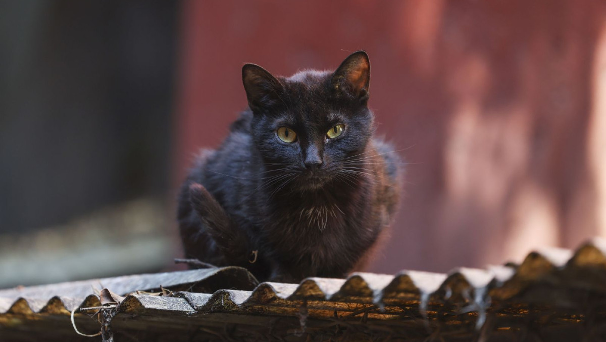 Activistas recomiendan no dar en adopción a perros y gatos de color ngro o blanco | Cuartoscuro