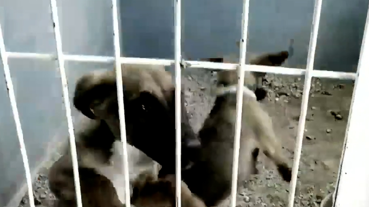 A cuatro años del caso Athos y Tango, persisten bajas condenas por maltrato animal
