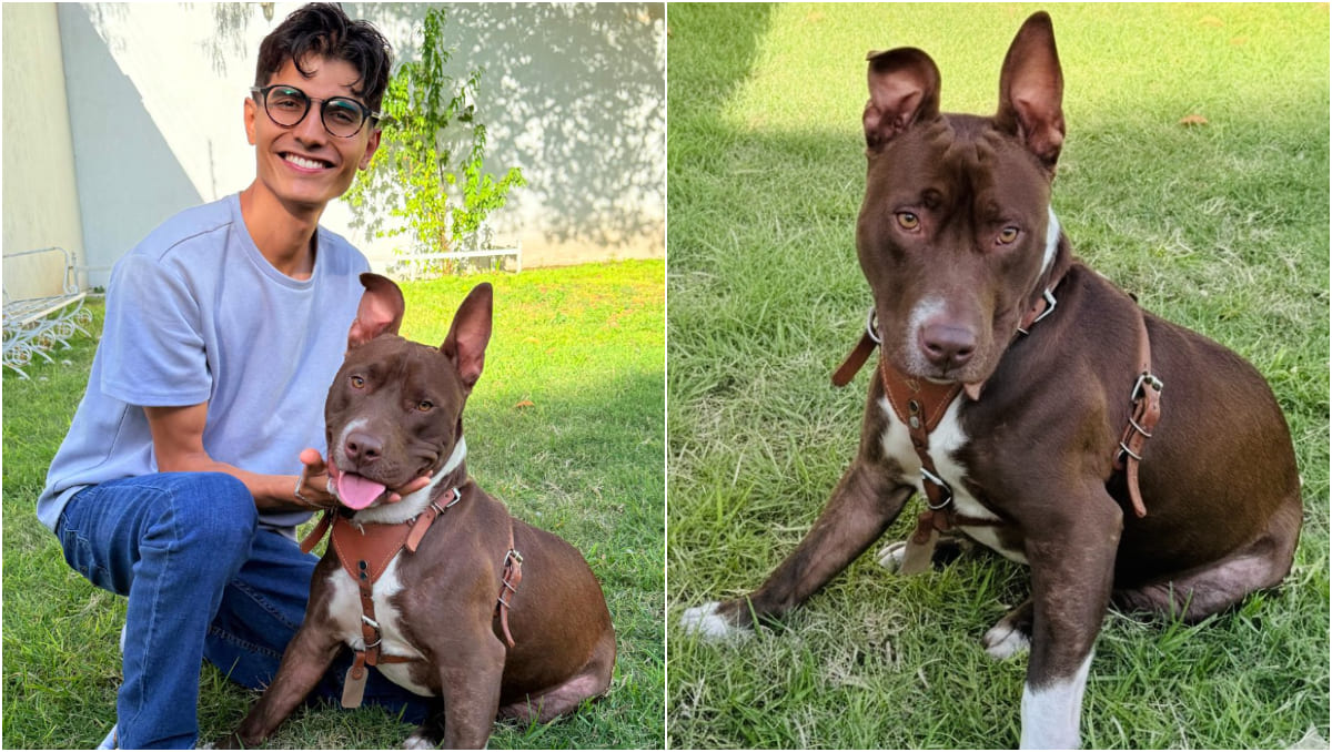 Chocolate es la mascota de Erick, un joven de 27 años que combate con humor los estigmas contra los pitbull. (Rubi Martinez | Milenio)