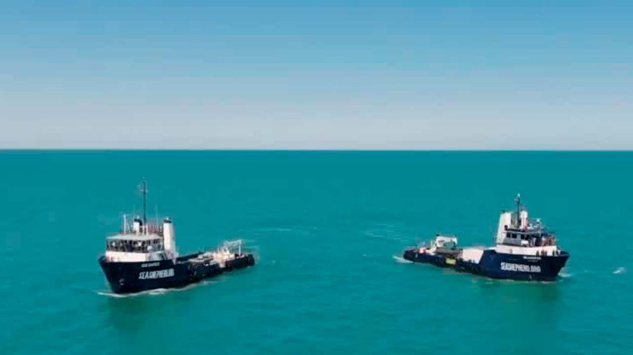 Descubren entre 7 y 10 vaquitas marinas en el Alto Golfo de California | Milenio Hábitat