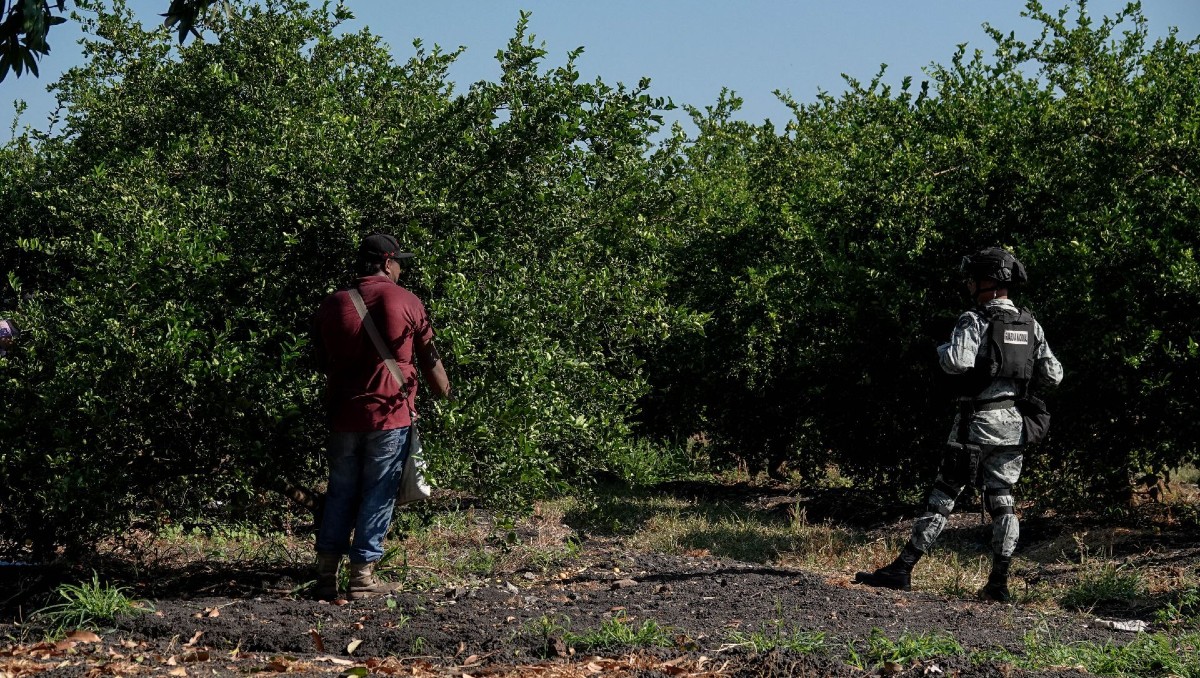 Desde la muerte de Bernardo Bravo, los citricultores no han tenido comunicación con la ACVA. | Foto: Especial