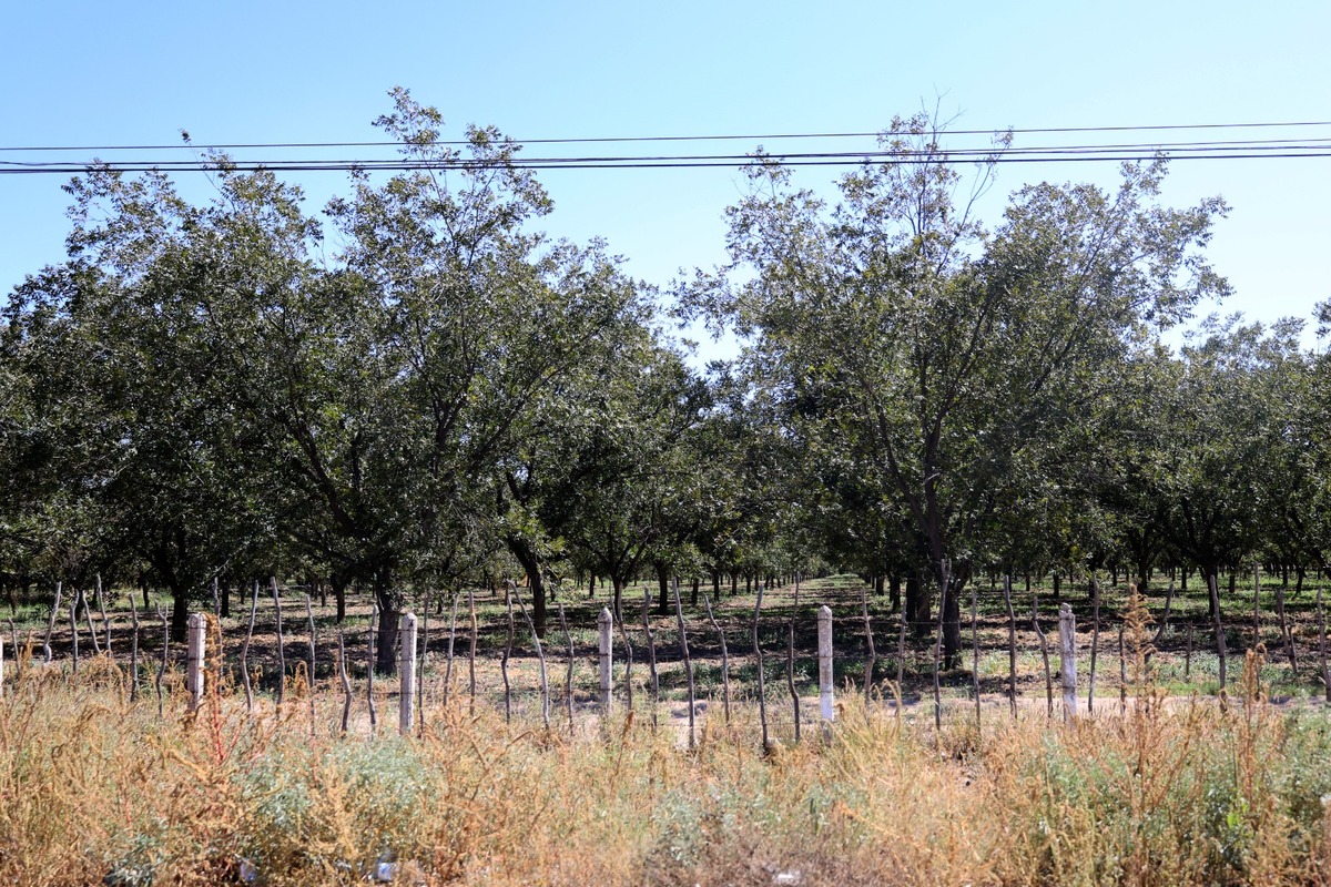 Nogales. | Rolando Riestra