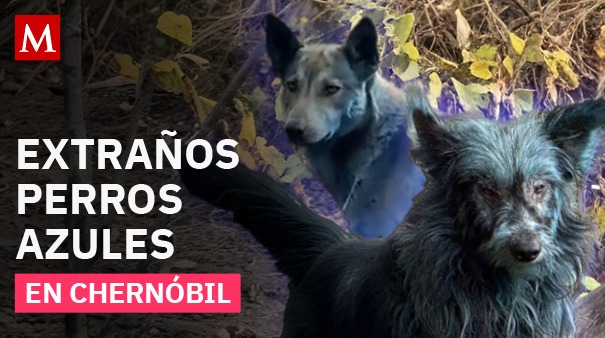 Perros azules en Chernóbil: cuidadores descubren un misterioso fenómeno en la zona prohibida