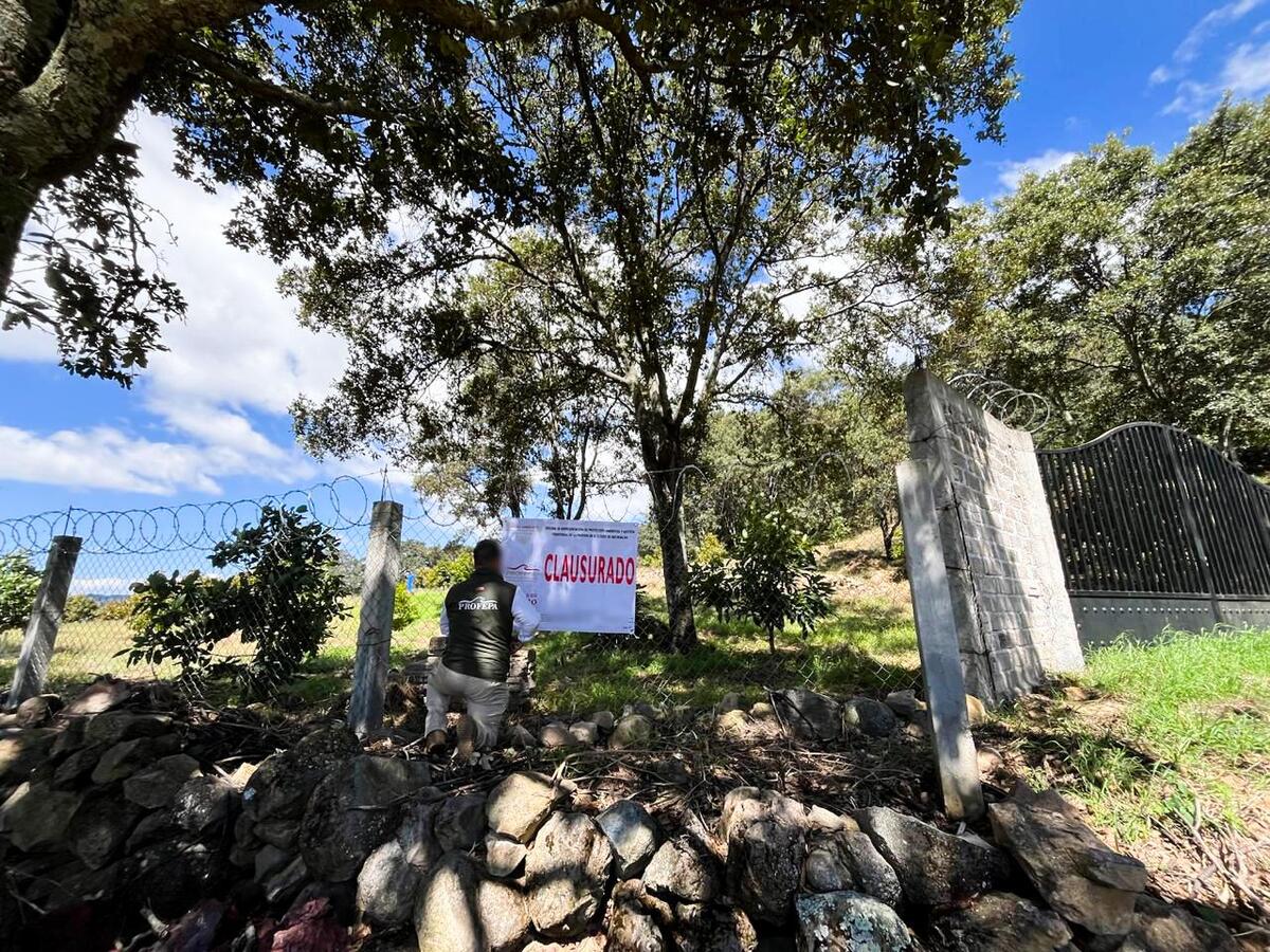Área de la Reserva de la Mariposa Monarca clausurada por Profepa tras detectar tala ilegal y siembra de aguacate. | Especial