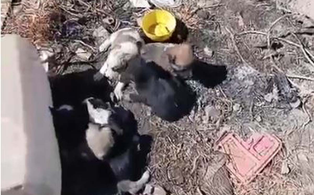 Los cachorros fueron abandonados a su suerte en el lote baldío. l Especial