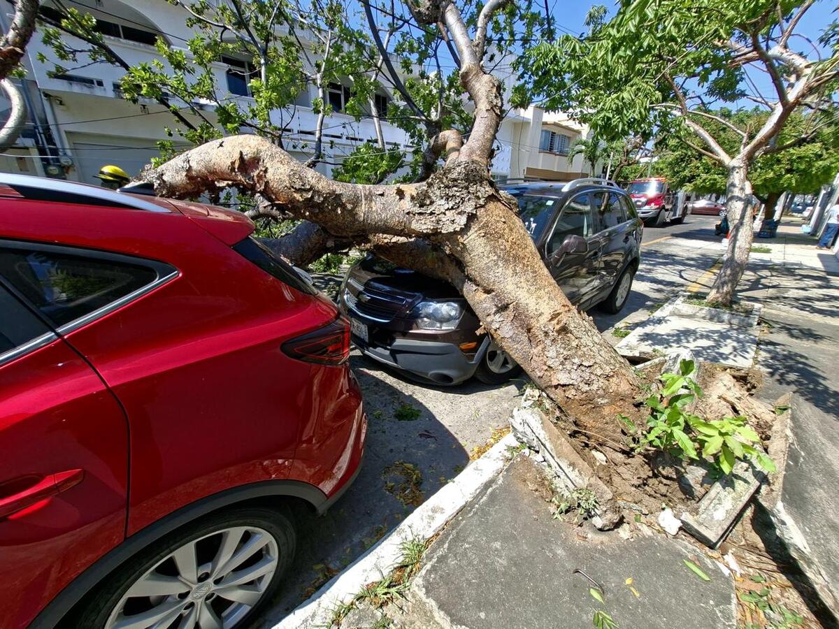 Dos camionetas dañadas tras la caída de un árbol por los fuertes vientos del Frente Frío 11 en Veracruz. | Especial