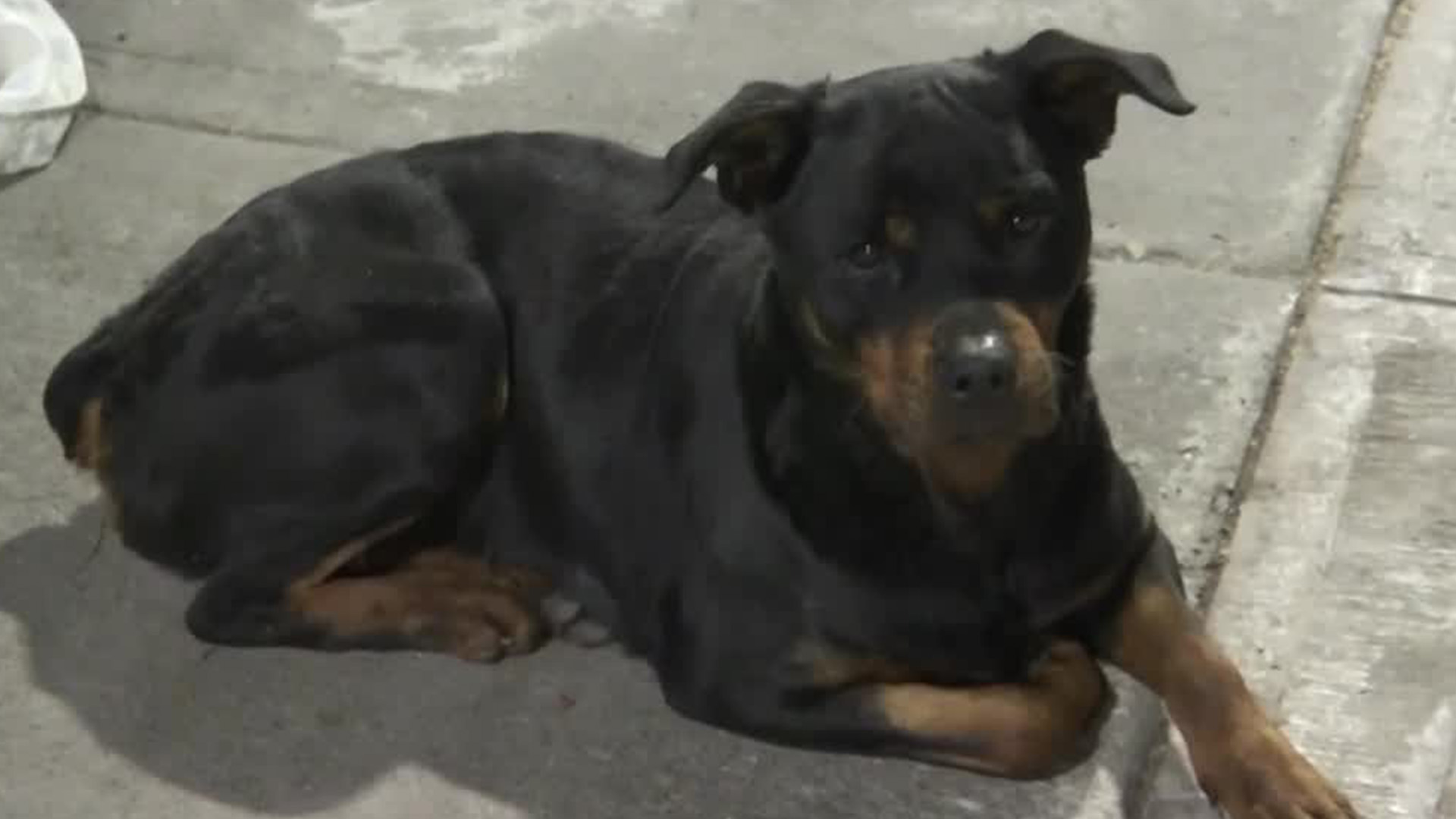 En CdMx, cierran Calzada de Guadalupe tras 12 horas sin ayuda por un perro atropellado