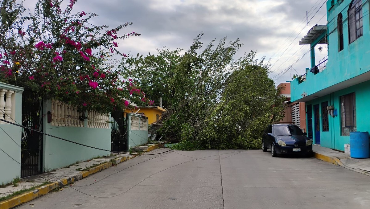 Fuertes ráfagas de viento derriban árbol en Tampico. (Sergio Sánchez)