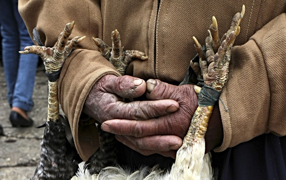Las gallinas y otras especies de aves son las que con mayor frecuencia se utilizan como sacrificio en rituales religiosos | Cuartoscuro