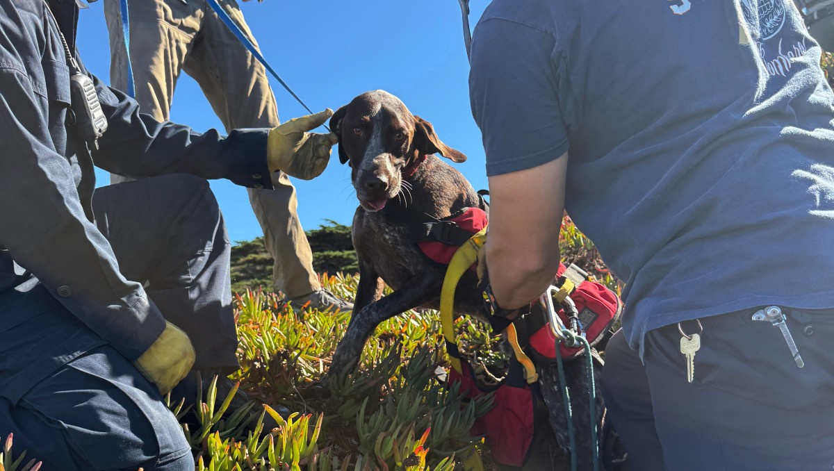El perro agradeció a los rescatistas de forma efusiva. | AP