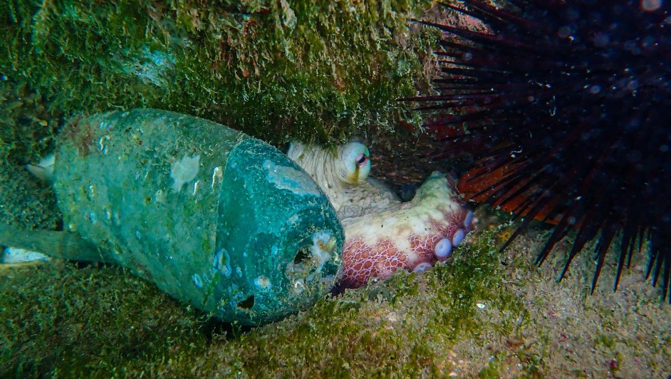 Pulpo en botella de shampoo en playa Miramar. Foto | Susan Aide