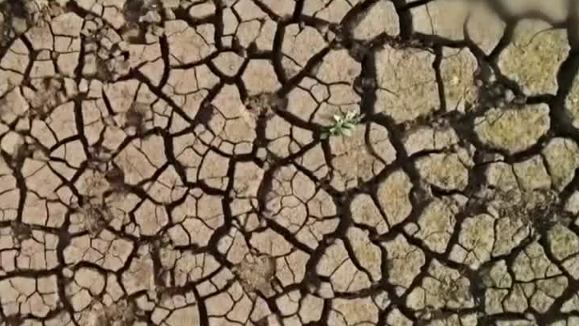 ¿Qué está haciendo México para atender y combatir la crisis climática?