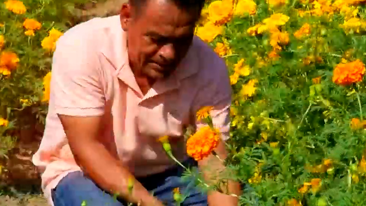 Romeo Piñón impulsa en Oaxaca el cultivo de cempasúchil con semilla criolla