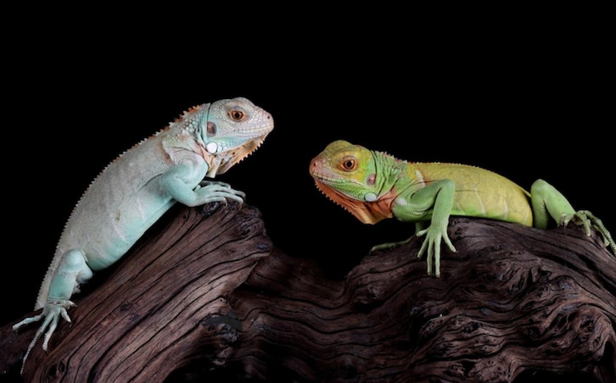Se contabilizaron 163 ejemplares de reptiles y artrópodos.