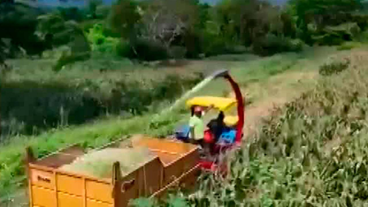 Tonelada de maíz, 25% arriba de precios internacionales: Secretario de Agricultura