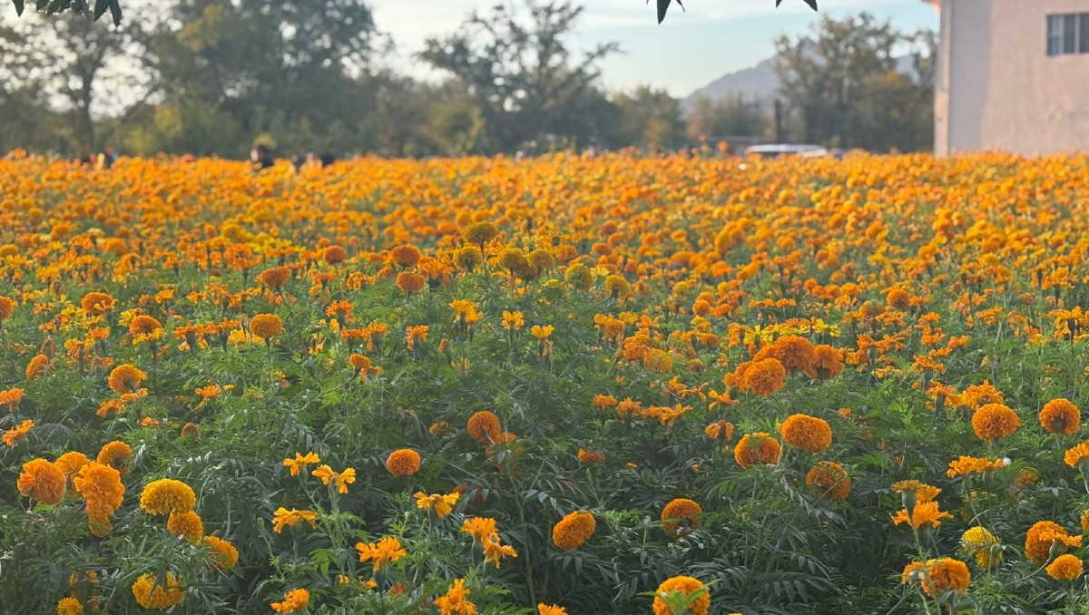 Los campos atraen a visitantes y fotógrafos que buscan capturar la belleza de la flor. | Foto: Cristian Morúa
