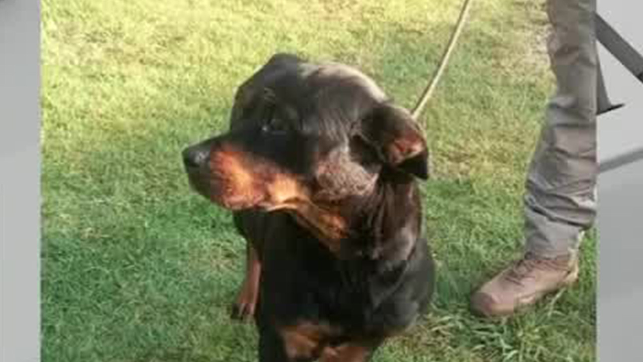 En CdMx, bloqueo ciudadano logra el rescate de una perrita atropellada y sin ayuda por más de 12 hrs