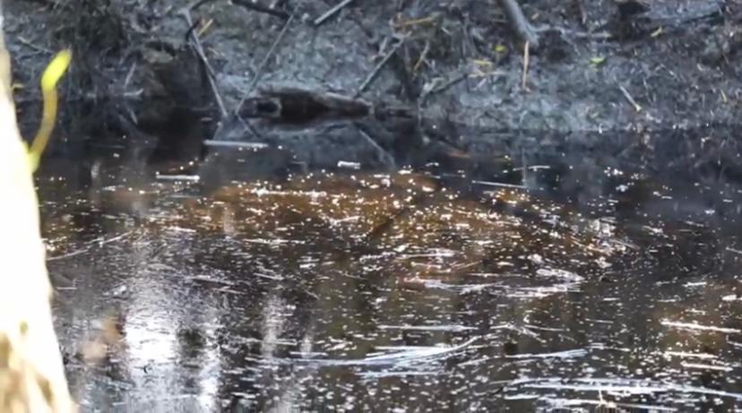 Contaminación visible por derrame de hidrocarburos en el Río Pantepec, Veracruz. | Especial