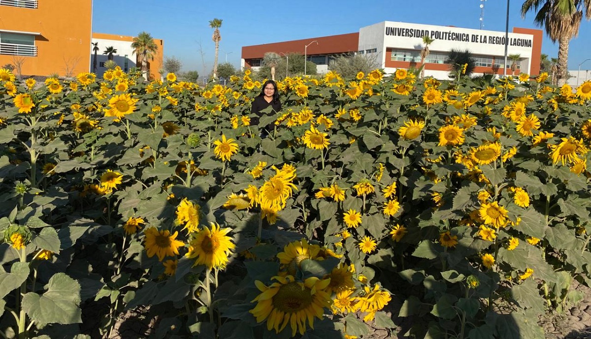 Cultivo de girasoles. (cortesía)