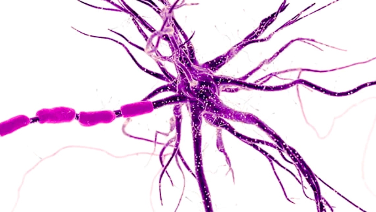 Descubren proteína clave en la formación de mielina que podría ser blanco terapéutico para enfermedades neurológicas