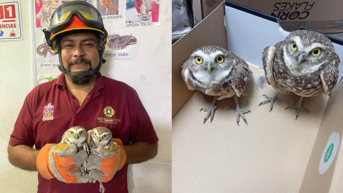 Hallan dos búhos heridos en Escobedo. Foto: Especial