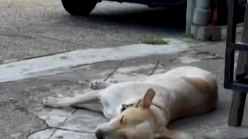 Reportan casos de gusano barrenador en perros de Veracruz