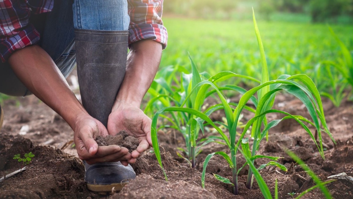 Guanajuato: preparan apoyos para productores agrícolas | Especial