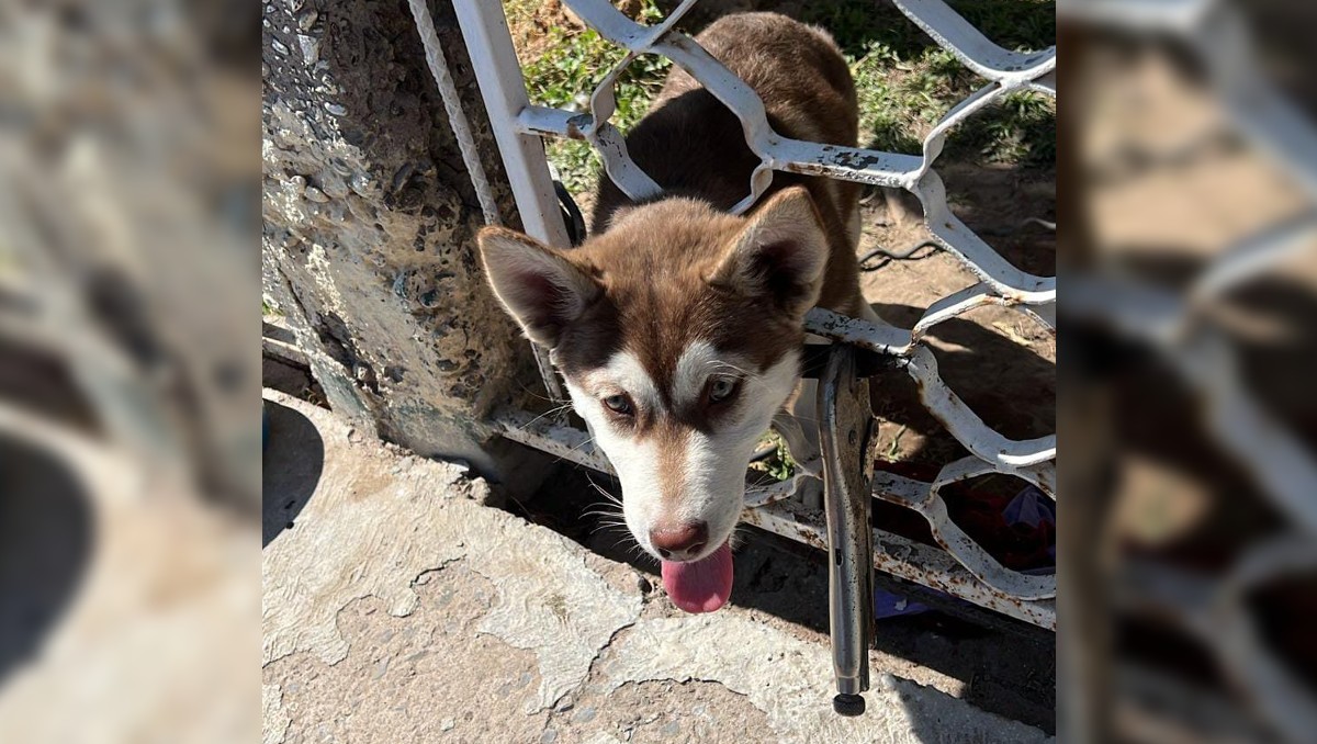 Lograron sacar la cabeza de perro sin daño alguno para la mascota. | Especial