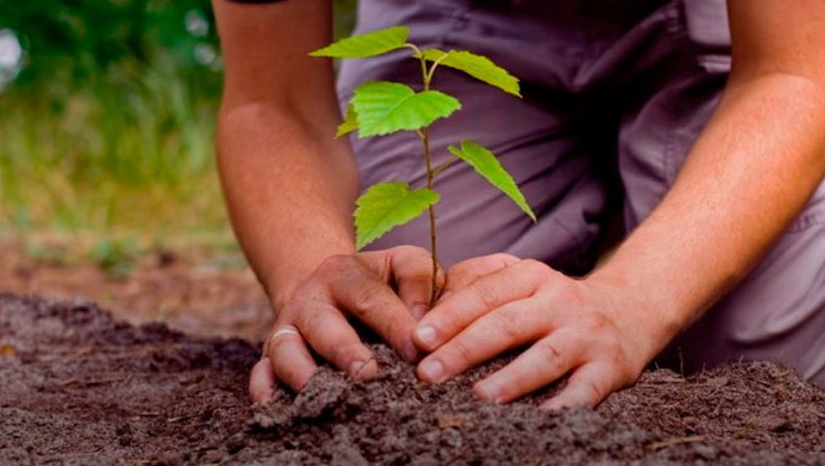 Sembrar las cenizas es una nueva forma de 'renacer' en la naturaleza (Foto: Cortesía)