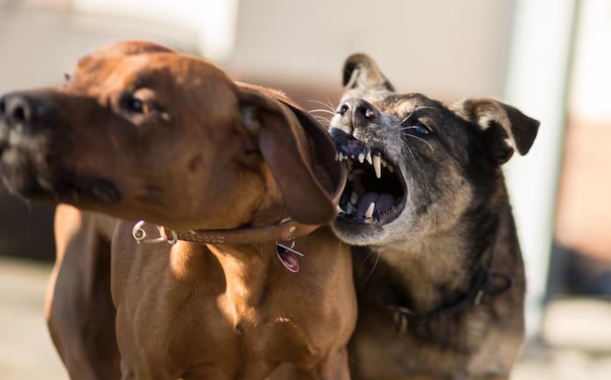 La rabia es una enfermedad viral que afecta el sistema nervioso y es prácticamente mortal si no se trata a tiempo. | Freepik