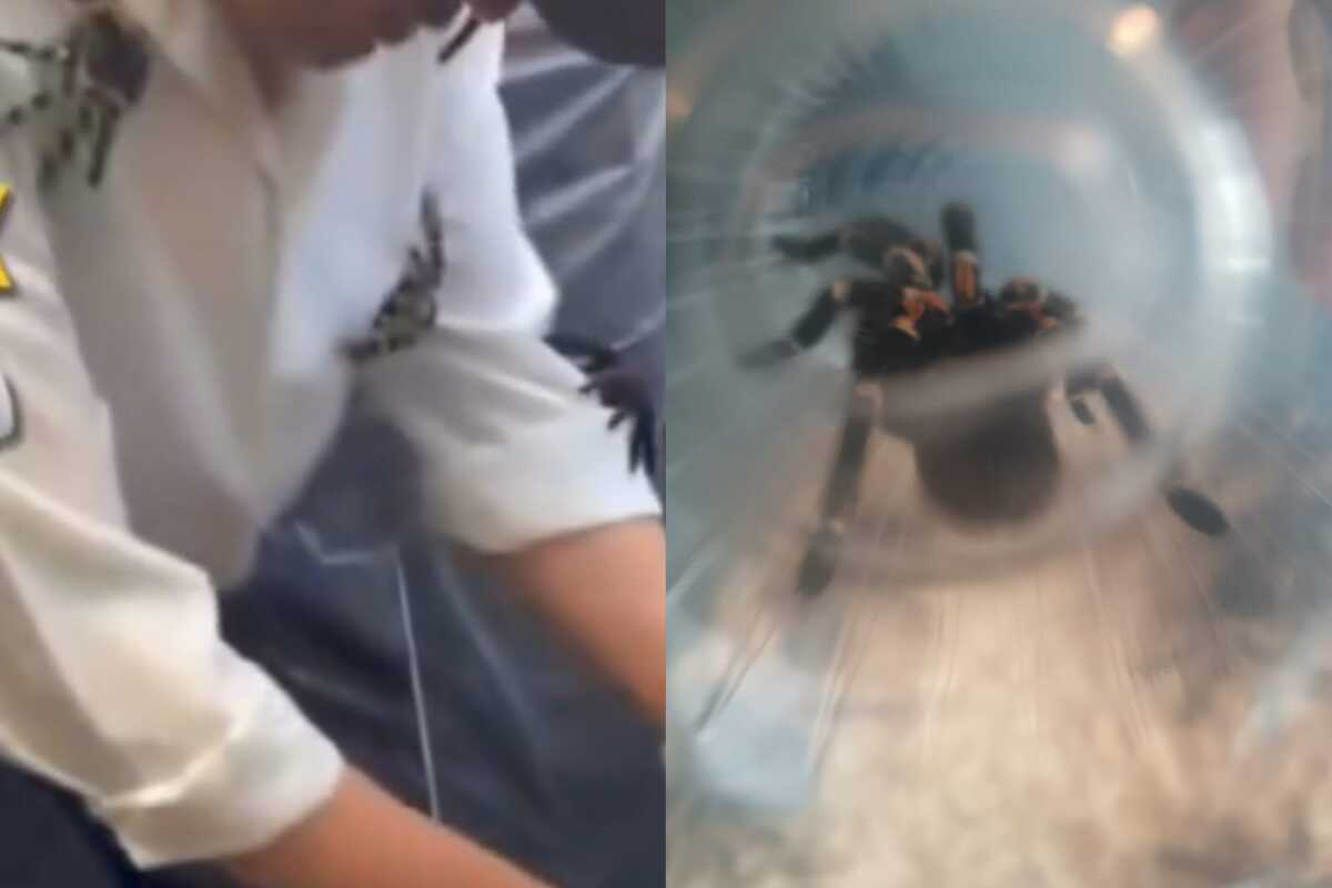 Al momento de la detención, sólo le aseguraron un arácnido.