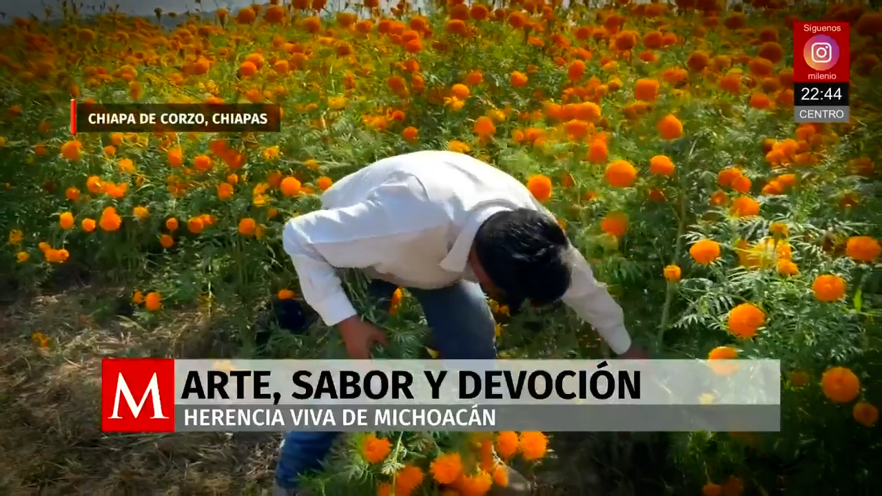 Chiapa de Corzo celebra una exitosa cosecha de cempasúchil gracias a las lluvias históricas