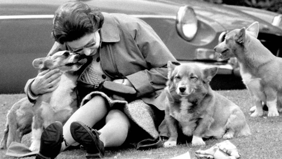 Los corgis de Isabel II: víctimas del escándalo del príncipe Andrés | Foto: ESPECIAL