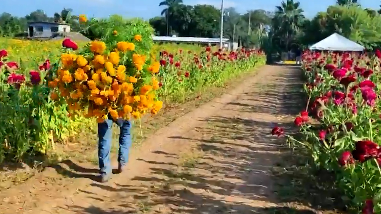 Francisco Estrada comparte la historia de su campo de cempasúchil en Tamaulipas