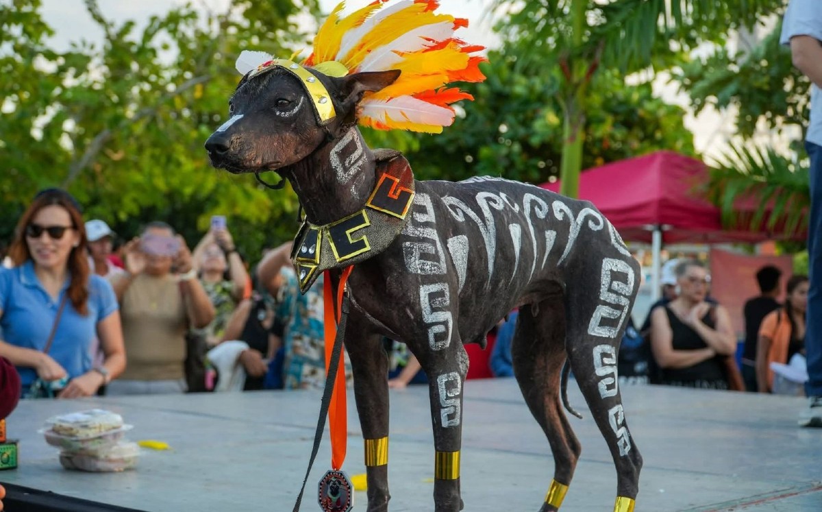 Concurso de Disfraces de Mascotas en el Mercadito Huasteco para Xantolo 2025. | Especial