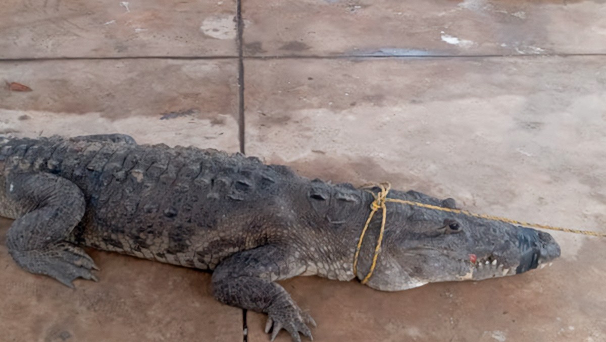 Crean comité “Vigilantes Cocodrilos” para proteger fauna y ecosistemas en Tampico