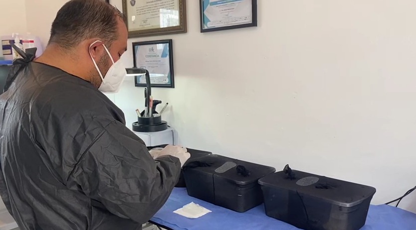 Las larvas pueden estar hasta 72 horas en la herida de la persona. (Foto: Uriel Luna)