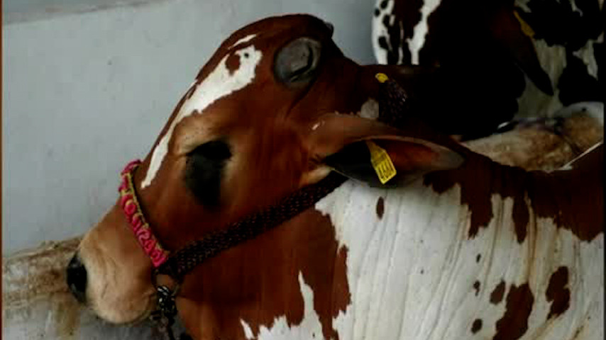 Se reportan 93 nuevos casos de animales afectados por el gusano barrenador en Yucatán