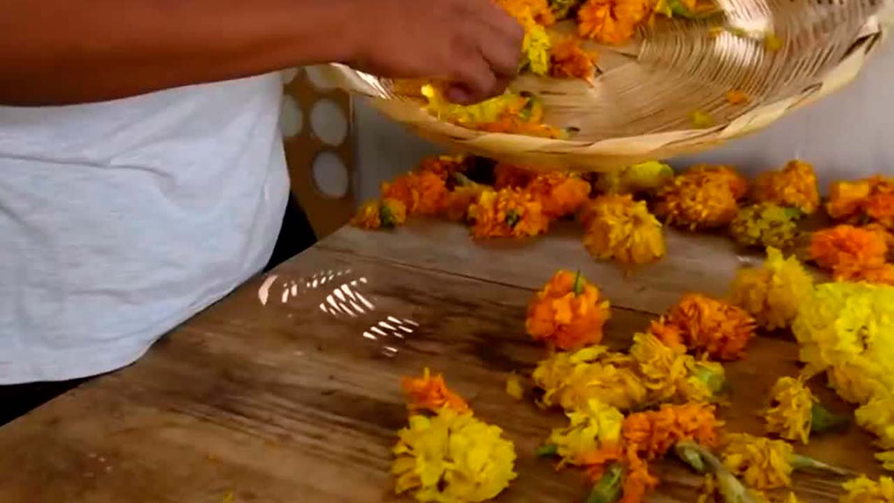Artesano zapoteca recicla flores de cempasúchil para teñir textiles | Milenio Hábitat