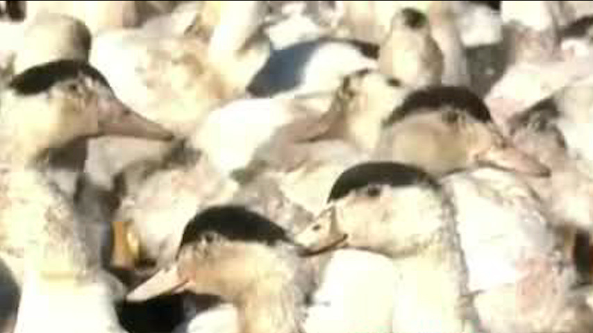 Aumentan los casos de gripe aviar en España y alertan a productores avícolas