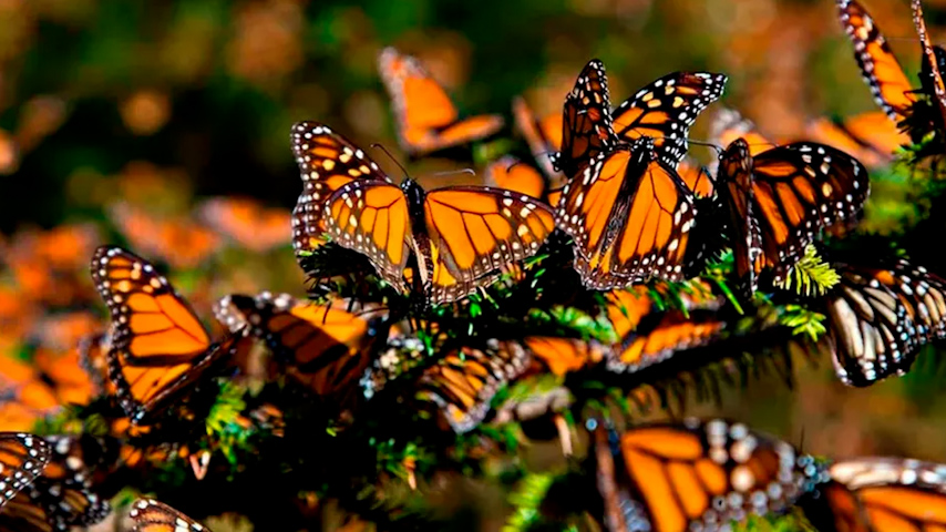 Comienza la migración de mariposas monarca rumbo a los bosques de México