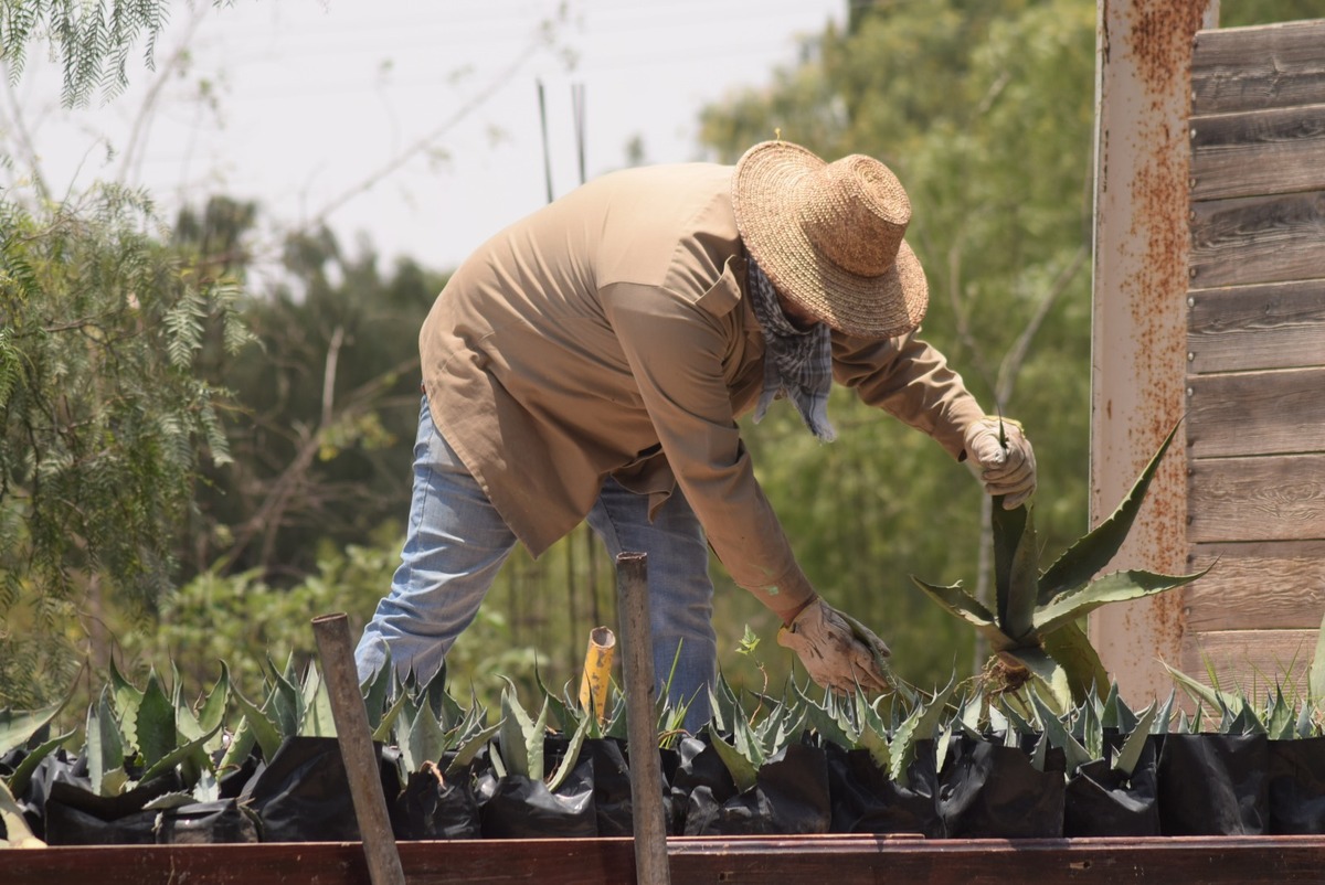 Más de tres cuartas partes del pulque mexicano se elaboran en Hidalgo | Foto: Francisco Villeda