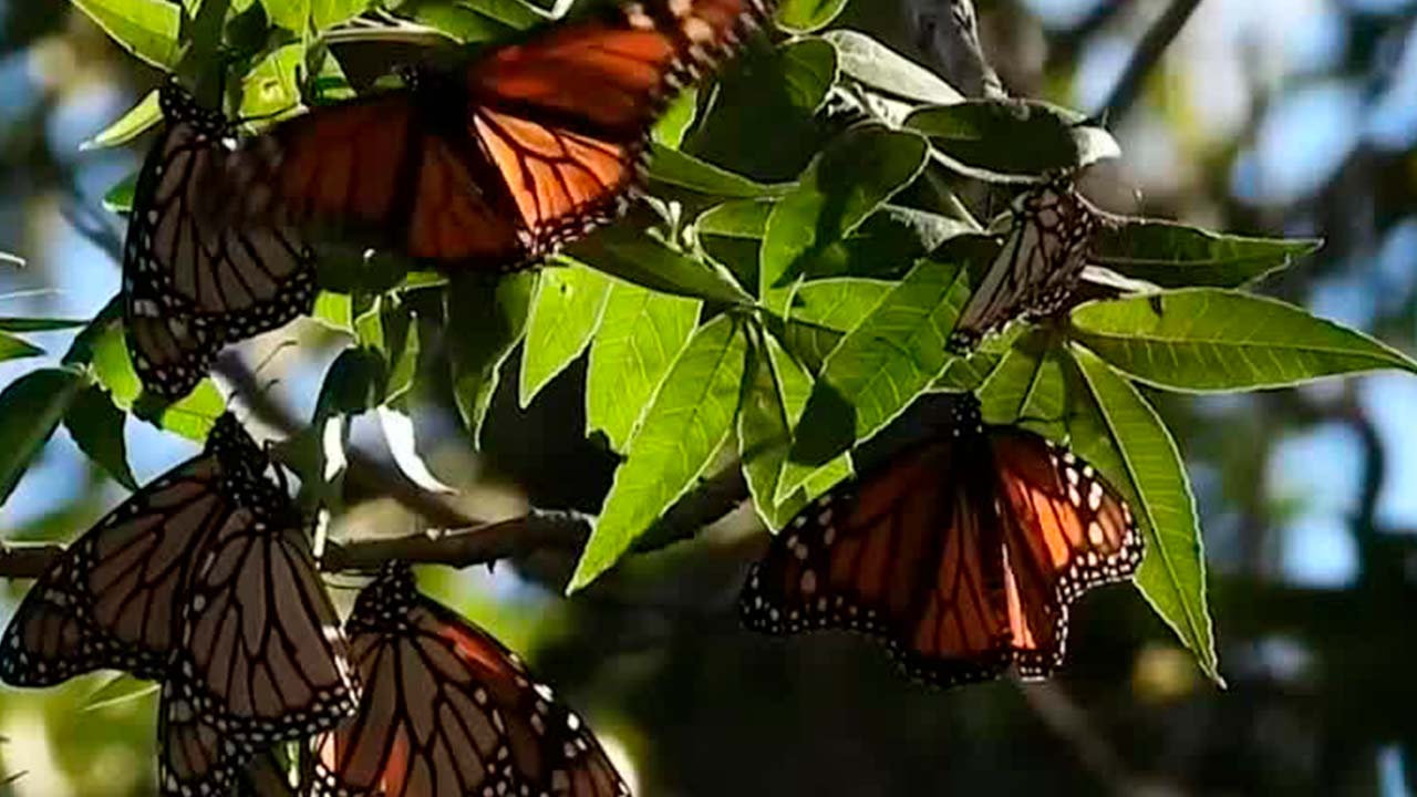 Google celebra a la mariposa monarca | Milenio Hábitat