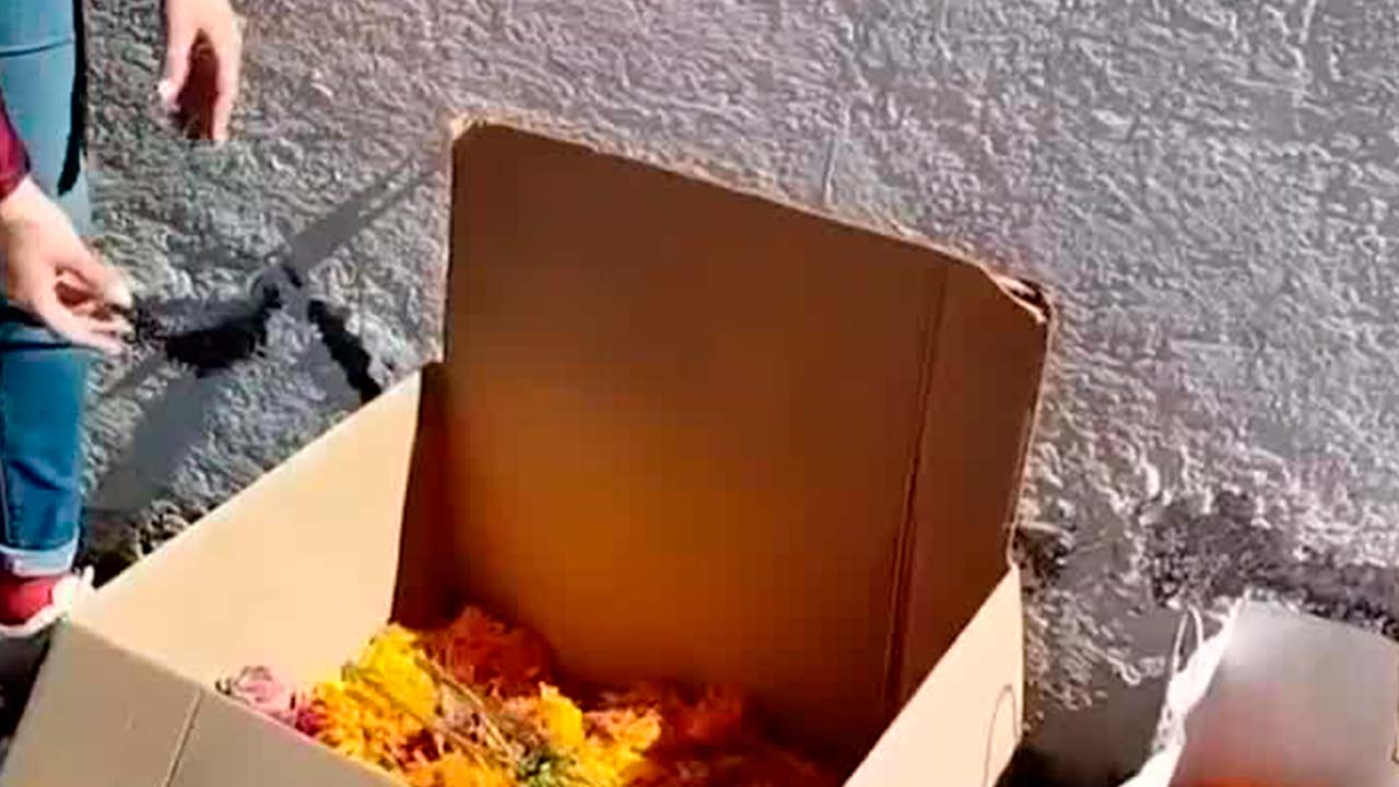 Habilitan centro de acopio para la recolección de flores de Cempasúchil en Puebla | Milenio Hábitat