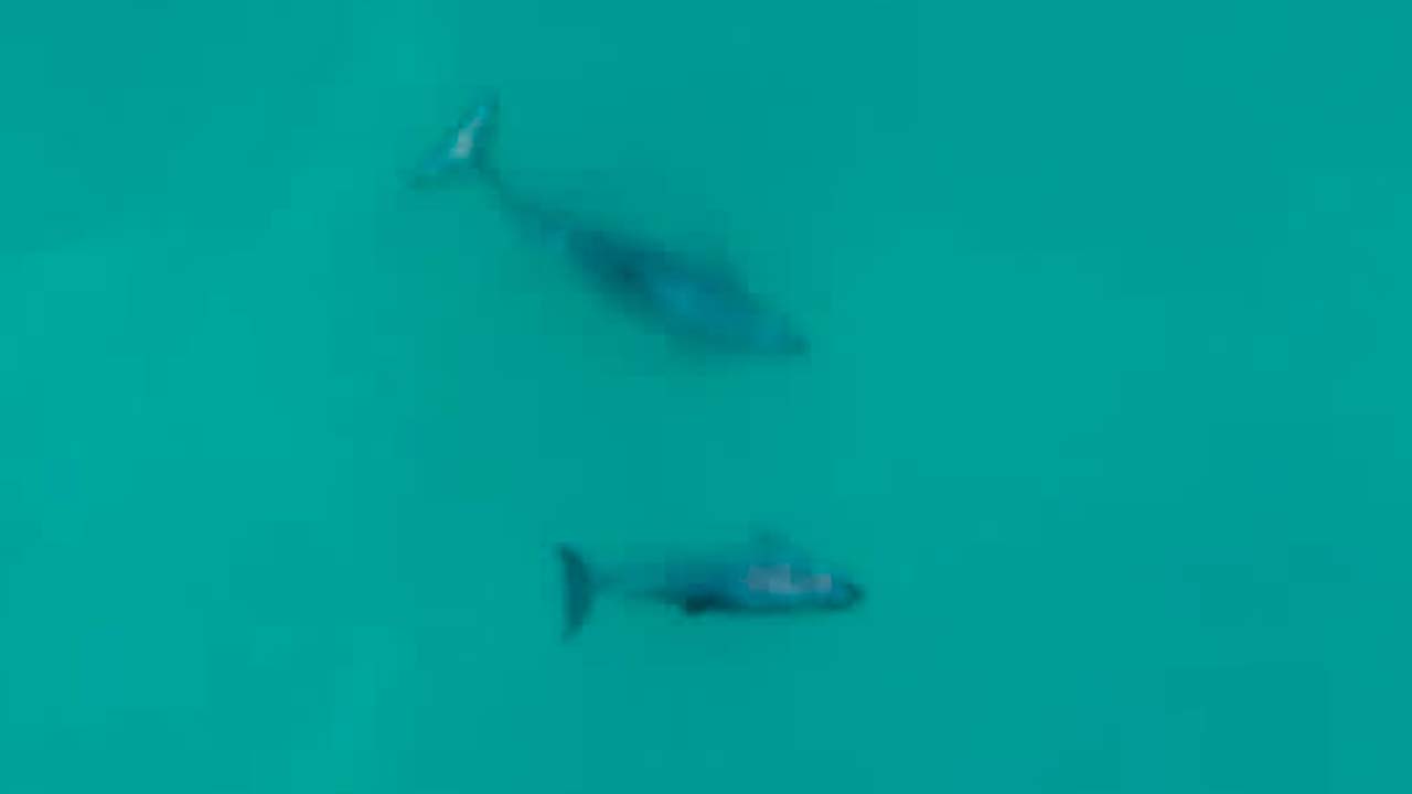 Vaquita Marina Frida: Un rayo de esperanza para la especie más amenazada | Milenio Hábitat