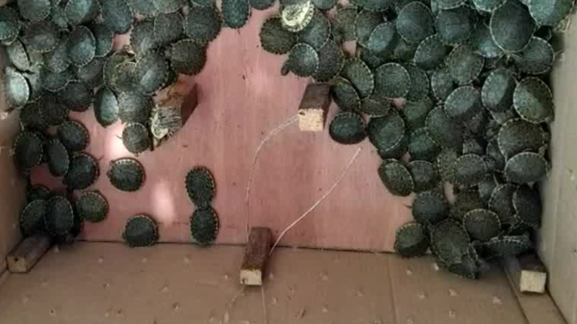 En Chiapas, detienen a un hombre que transportaba de manera ilegal más de tres mil tortugas