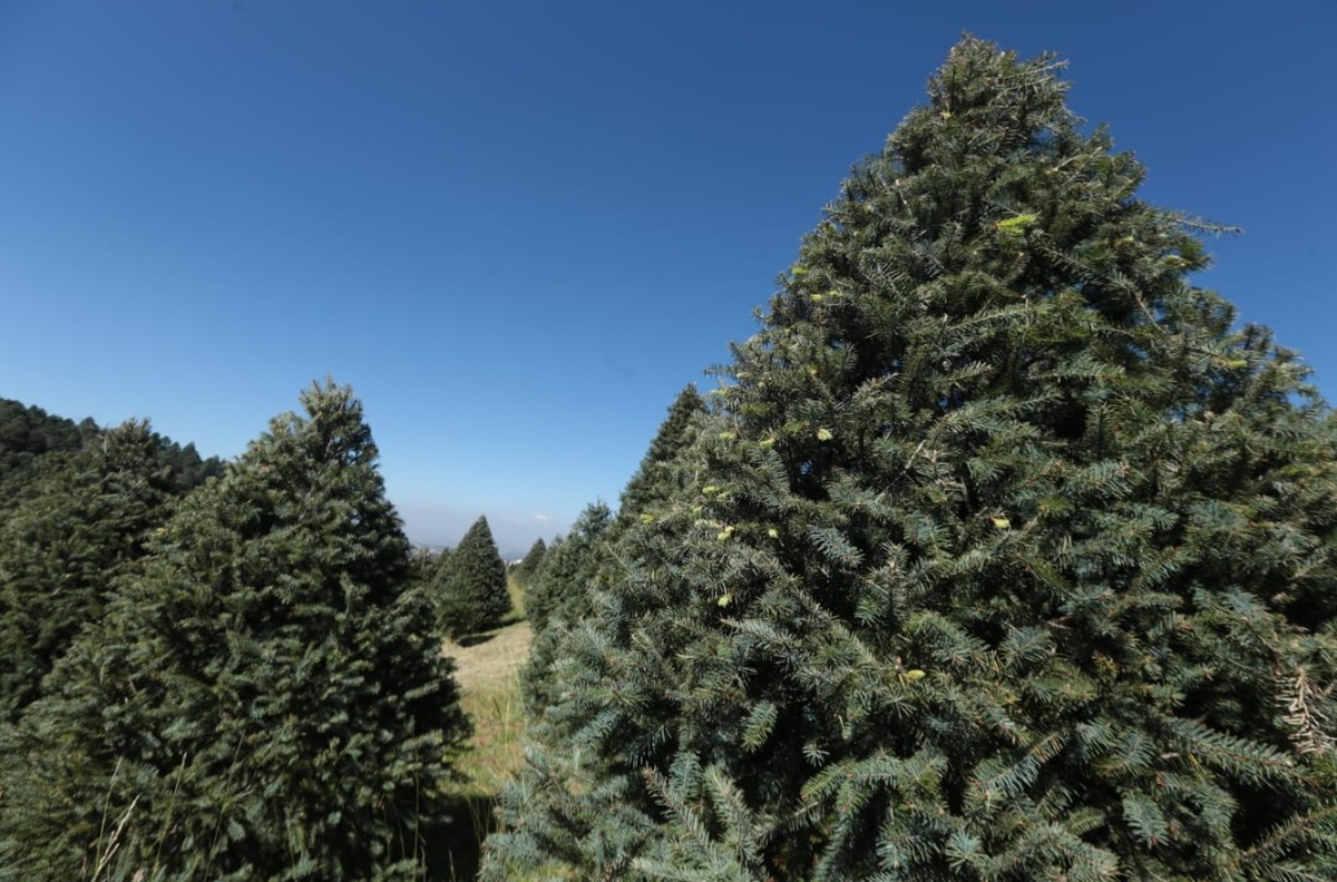 Al comprar árboles producidos en México, se apoya la economía. (Foto: especial)