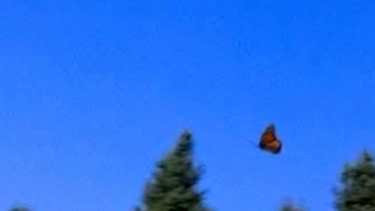 Llegan a Michoacán las primeras colonias de mariposas monarca tras larga migración